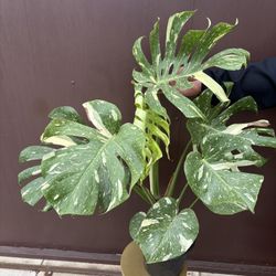 8” monstera thai constellation 