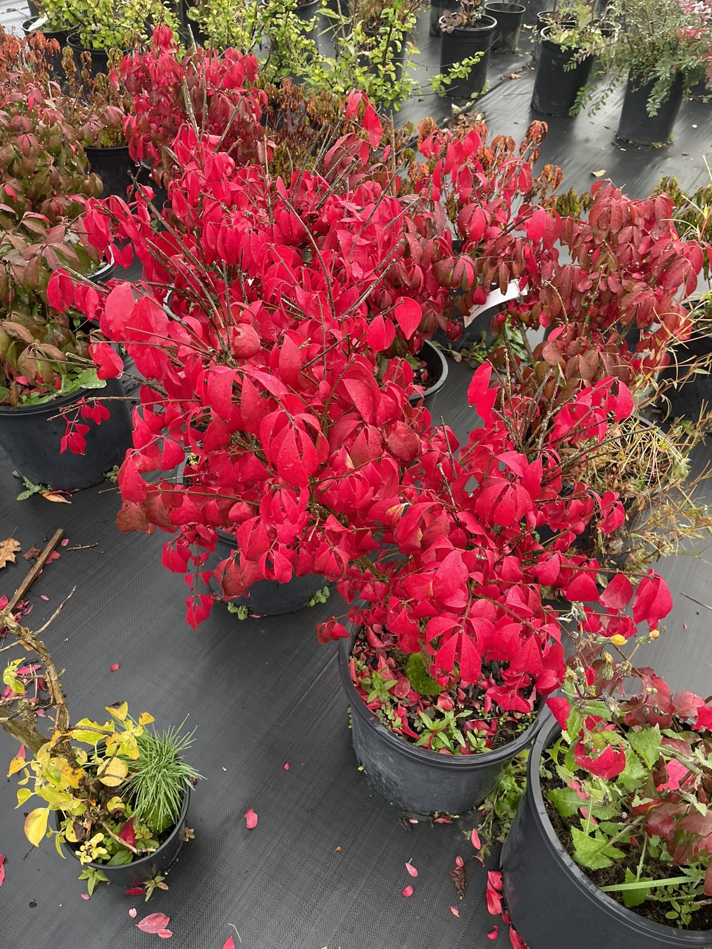 Burning bushes for Sale in Buckley, WA OfferUp