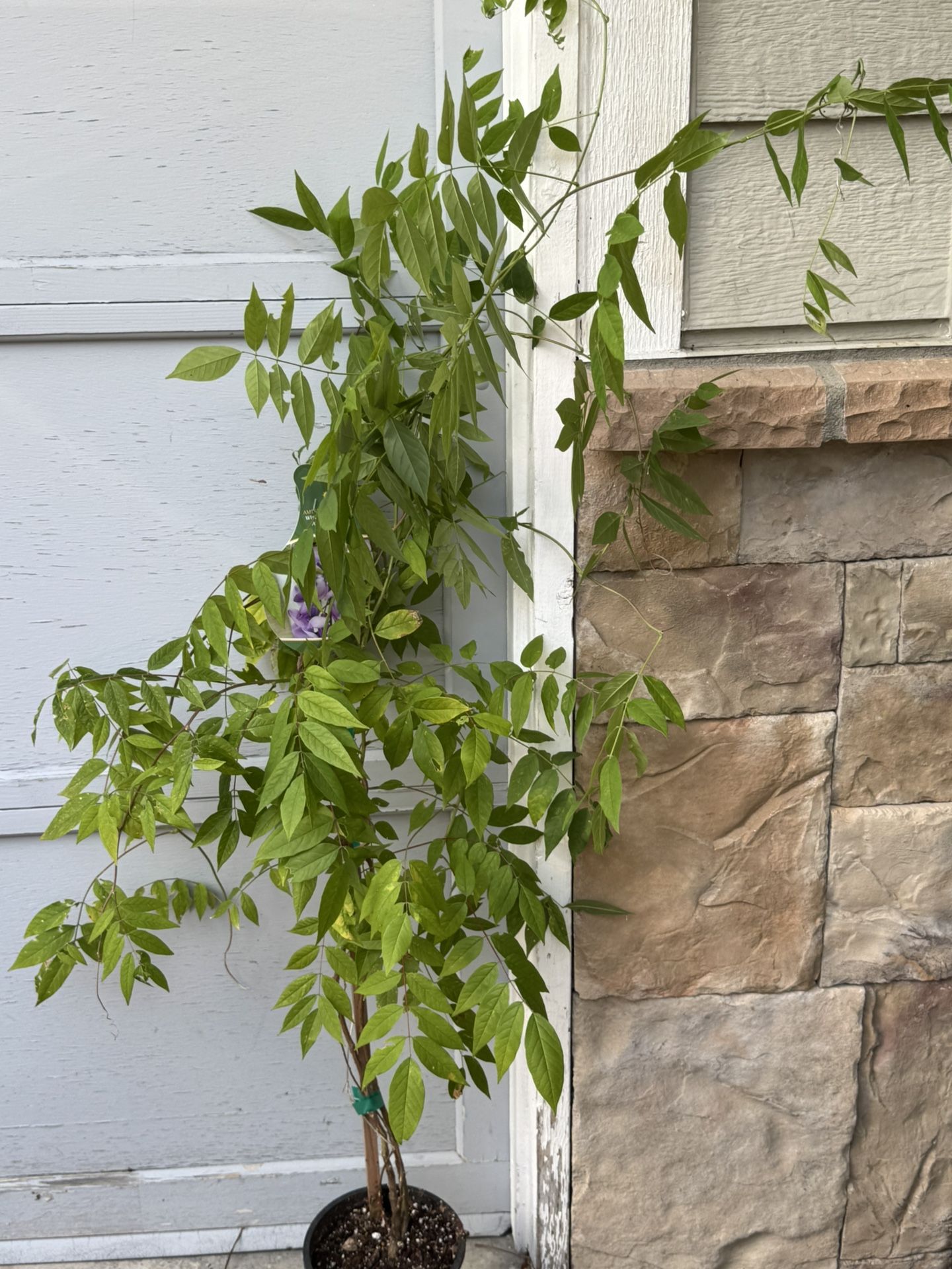 Wisteria Frutescens Amethyst Fall
