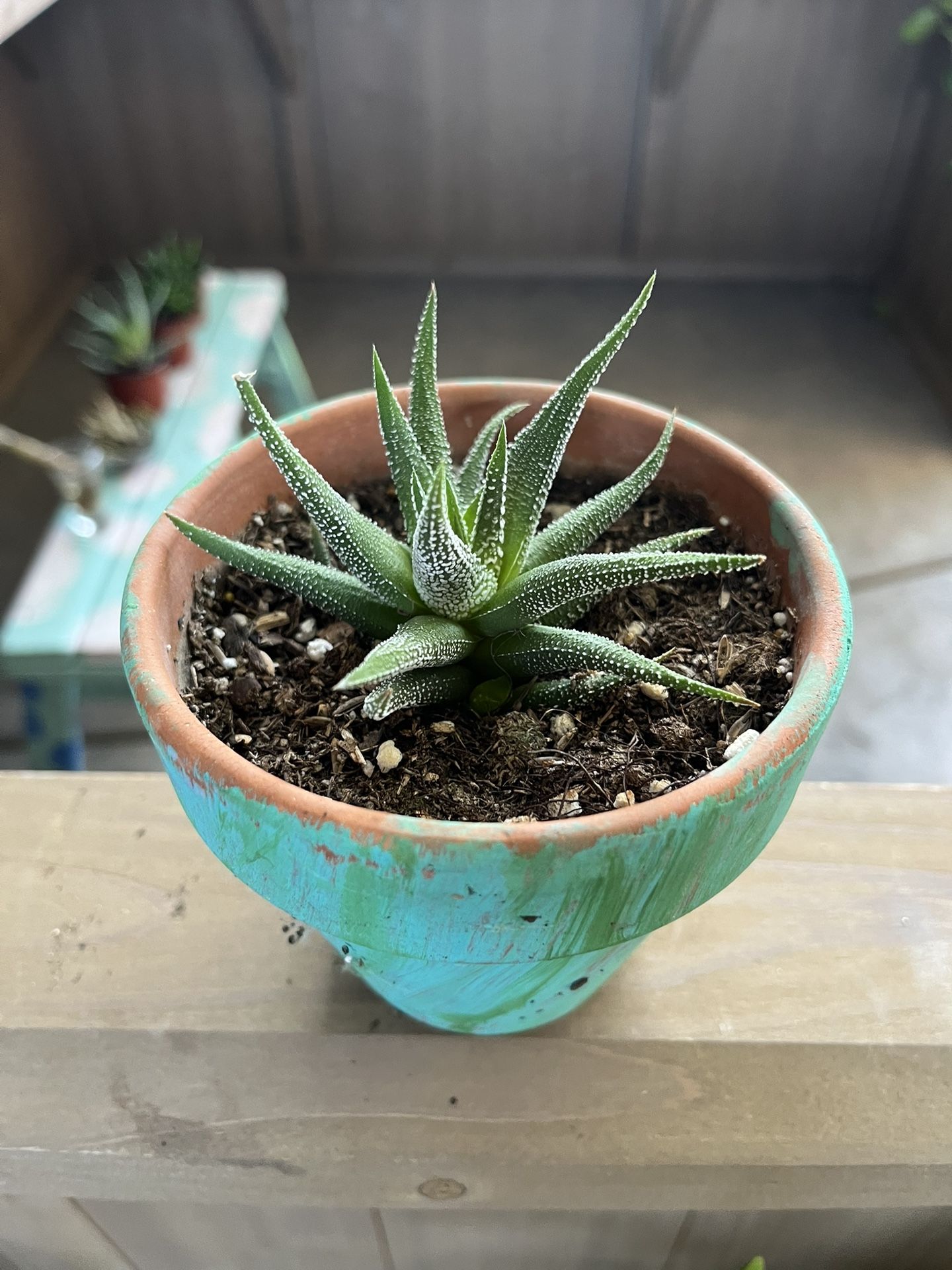 Hankey Dwarf Aloe