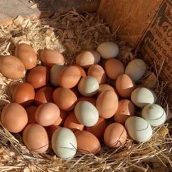 Fresh Farm Eggs