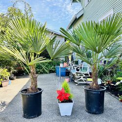 $129 Each Beautiful Windmill Palm