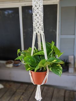 Macrame plant holder PLUS plant of your choice