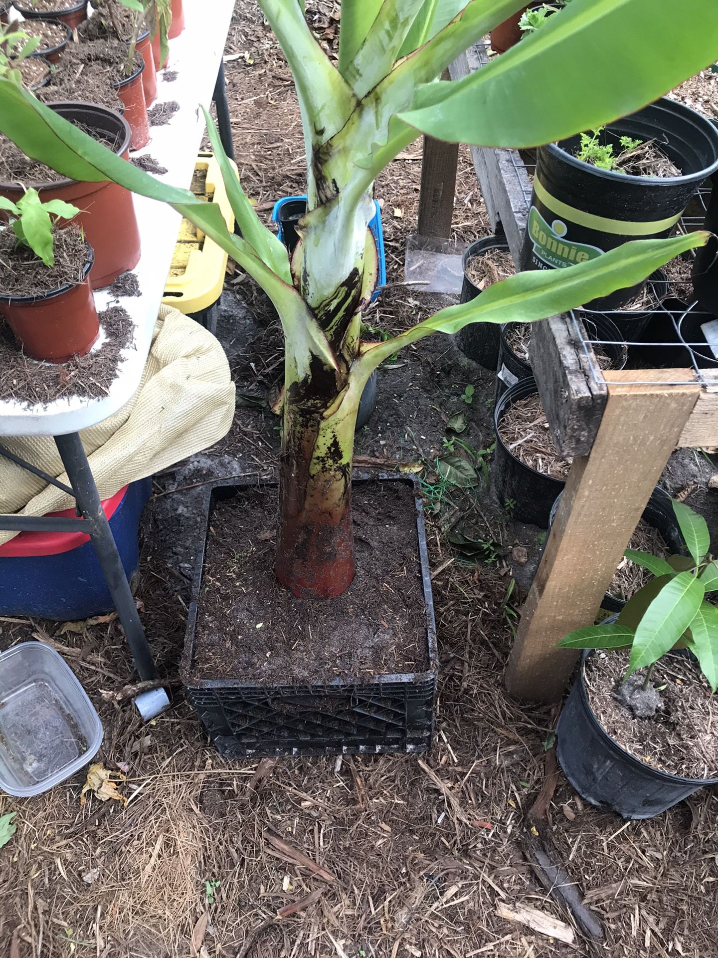 Banana Tree Dwarf