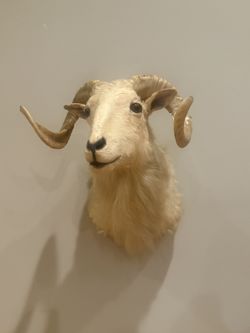 Big Dall Taxidermy  Wall Mount 