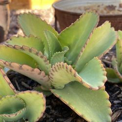 Mother Of Thousands Bryophyllum Plant 