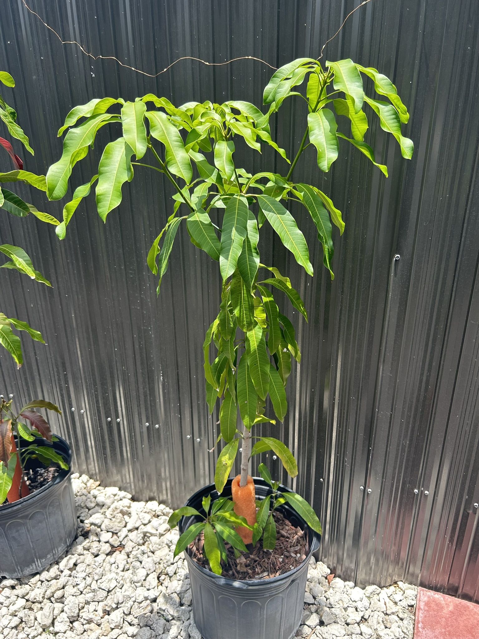Indian Mango Tree-$25- West Kendall