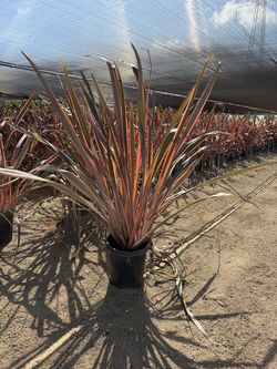 Phormium 'Guardsman 15g