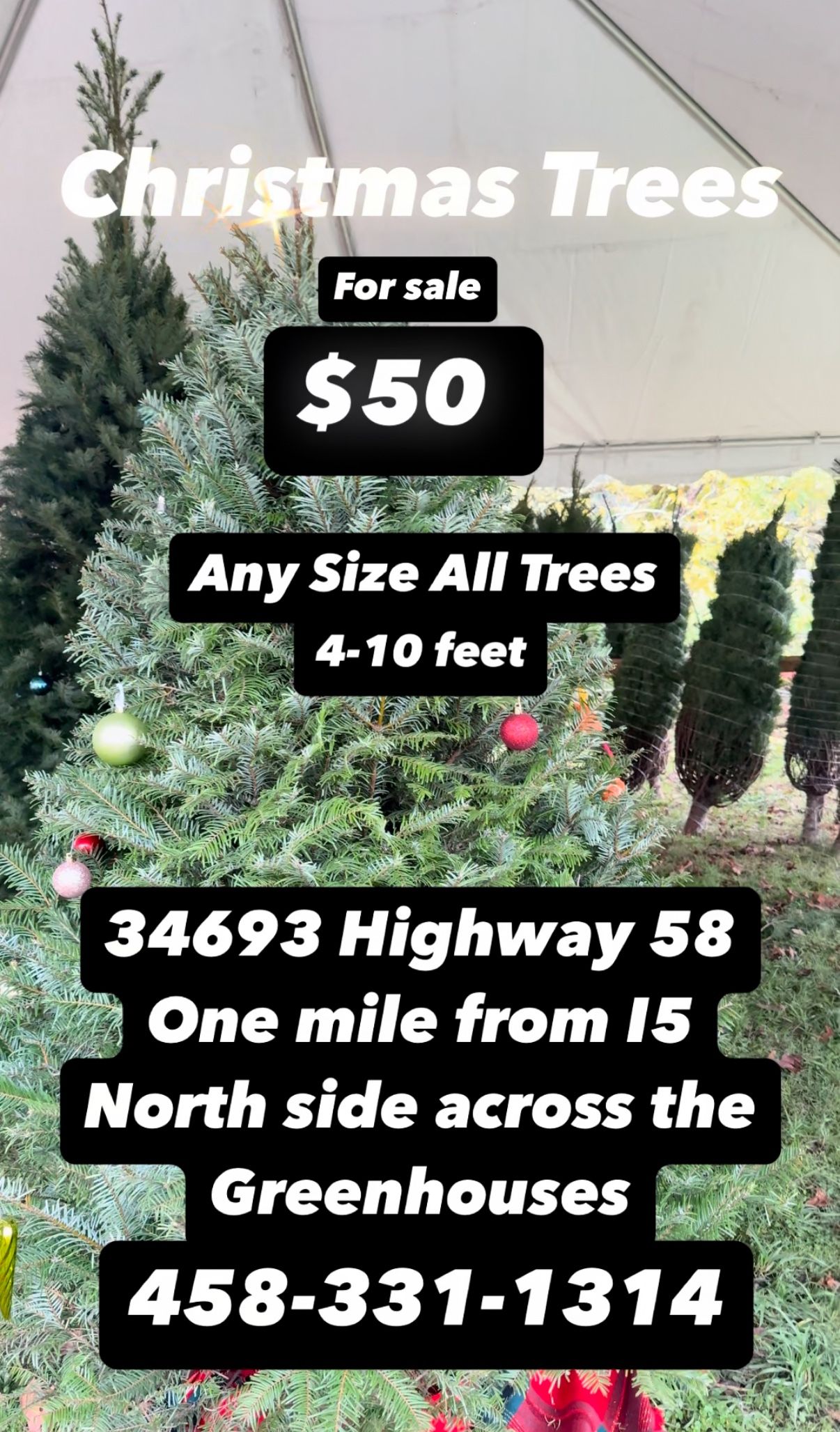 $50 Christmas Trees cut fresh a local family farm, ready to go $50 any size 4-9 feet