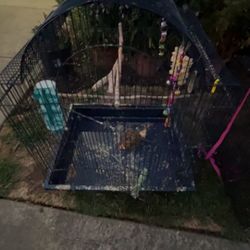 Bird Cage 