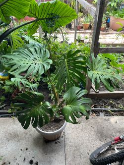 Beautiful Big Monster Cheese Leaf Plants Pot💕