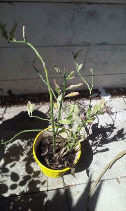 Dragon's tail in yellow ceramic pot