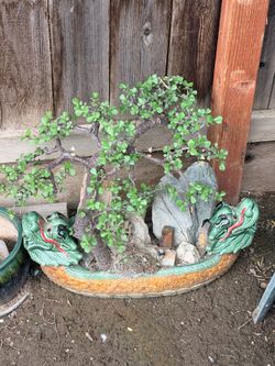 Custom Bonsai Tree in Handcrafted Dragon Planter – One of a Kind