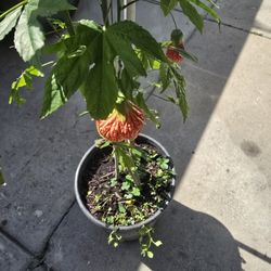 Farolito Maple 