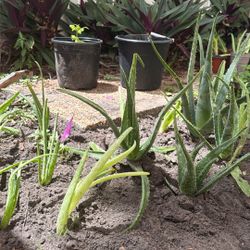 Aloe Plants By Donation