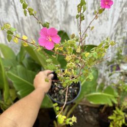 Texas Rock Rose Plants / Plantas 