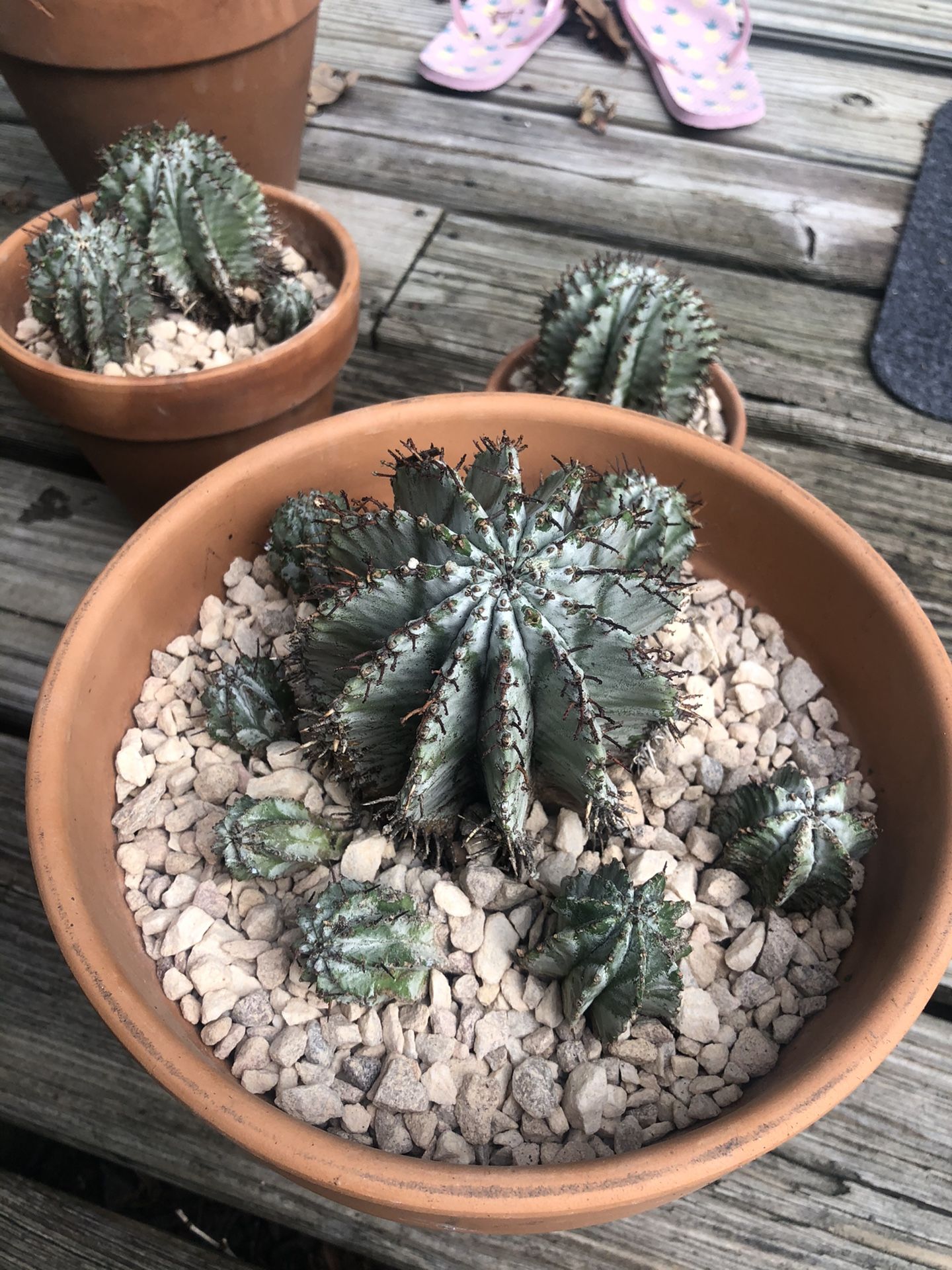 Euphorbia polygona snowflake succulent cactus