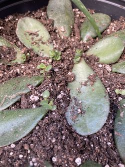 Organic Jade Propagations