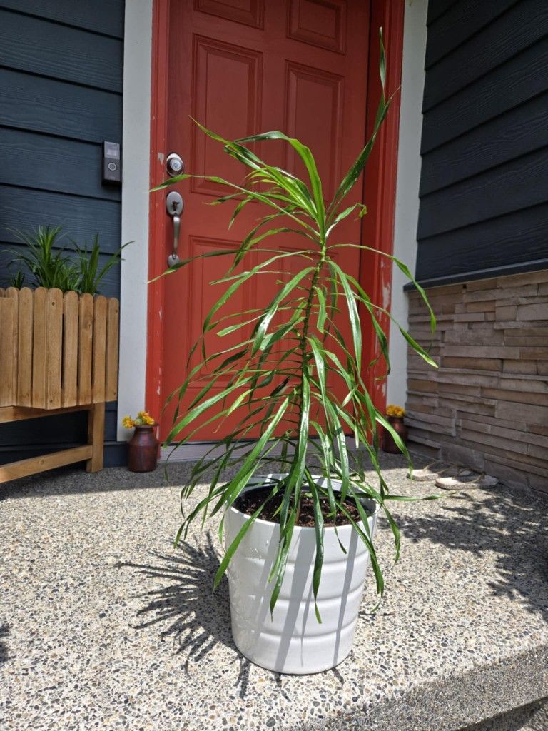 Indoor Plant Live