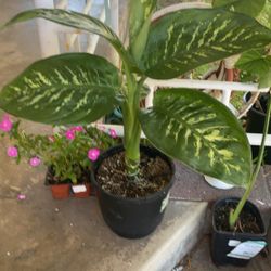 Large House Plant Lovely 