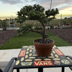 Portulacaria Afra / Elephant Bush