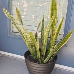 Snake plant for sale