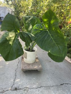 Planta 🌱 Orejas De Elefante 