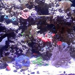 Fish Tank Saltwater And Corals Skimeer Poms 