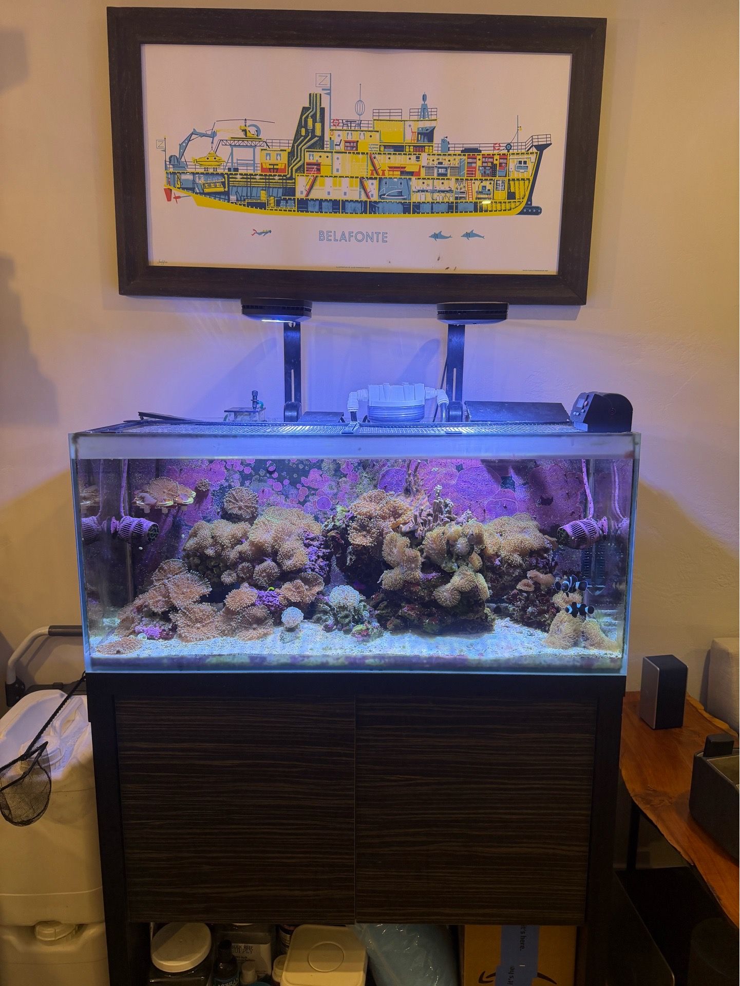 Reef aquarium with stand 36 gallon