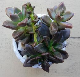 Succulent Arrangement #13 