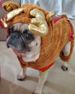 Dog Reindeer outfit 