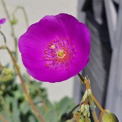Fresh Cut Rock Purslane 