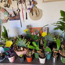 Cactus. Succulents. $10 Each