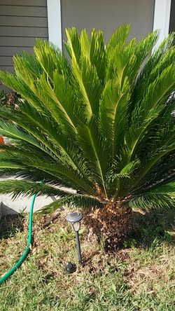 Beautiful healthy palm tree