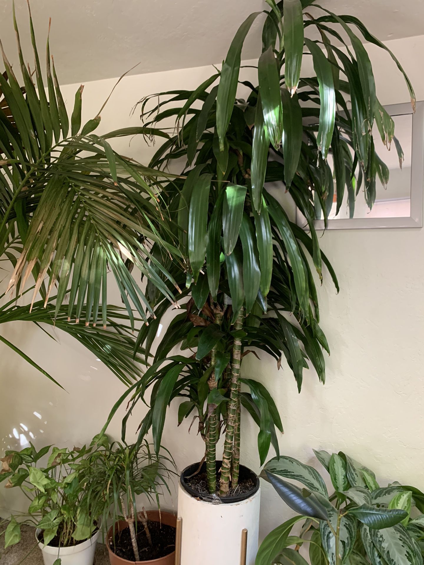 Big indoor plant