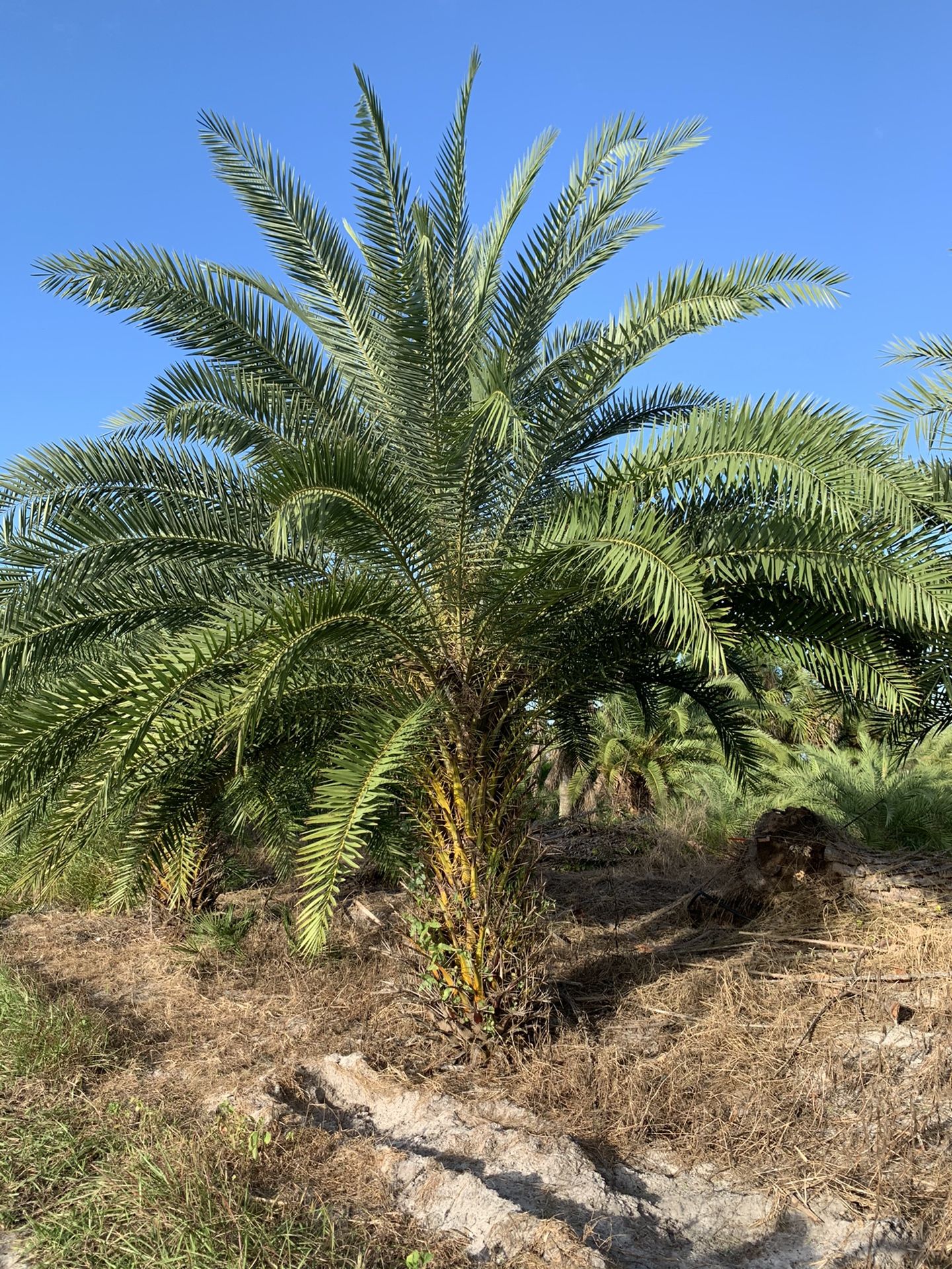 Palm tree field grown 3.5 ft