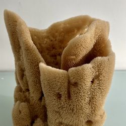 Unique Sea Sponge Display Piece