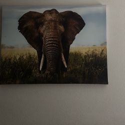 Hermosos Cuadros Decorativo