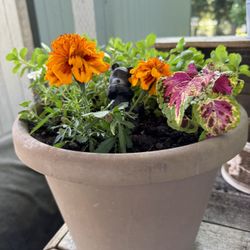 Pretty Flower Pot