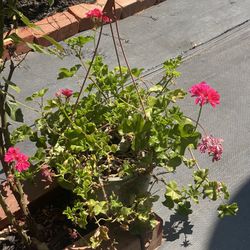 Hanging Plant