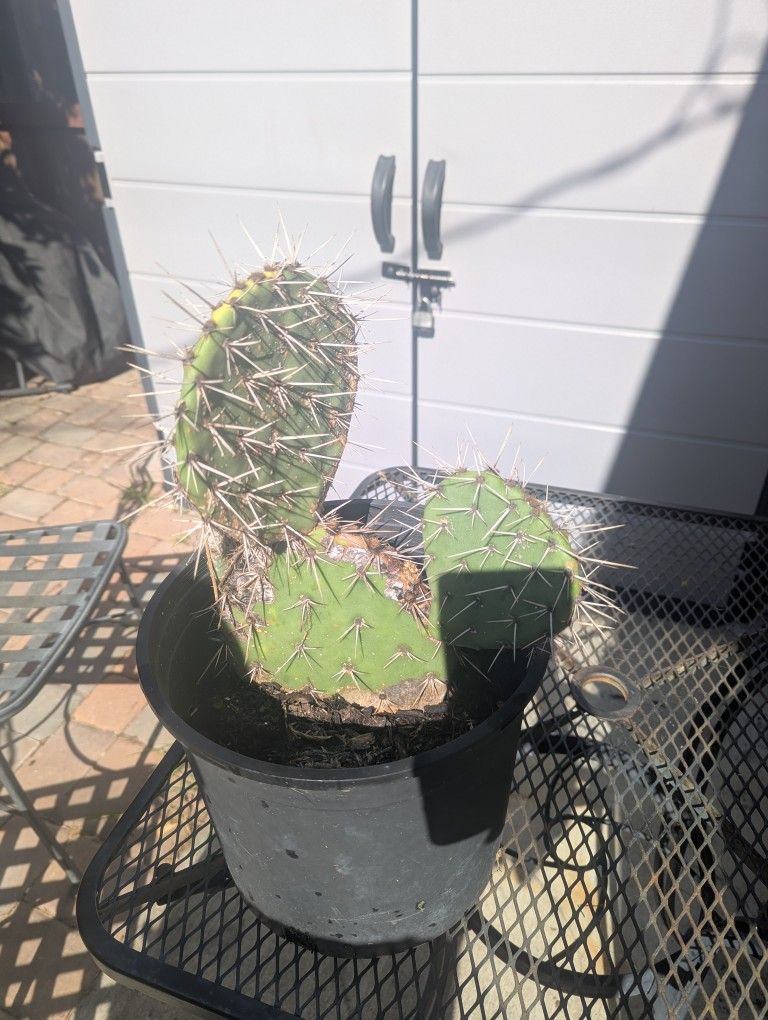 Prickly Pear Cactus OBO