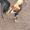 Conejo Manzo
