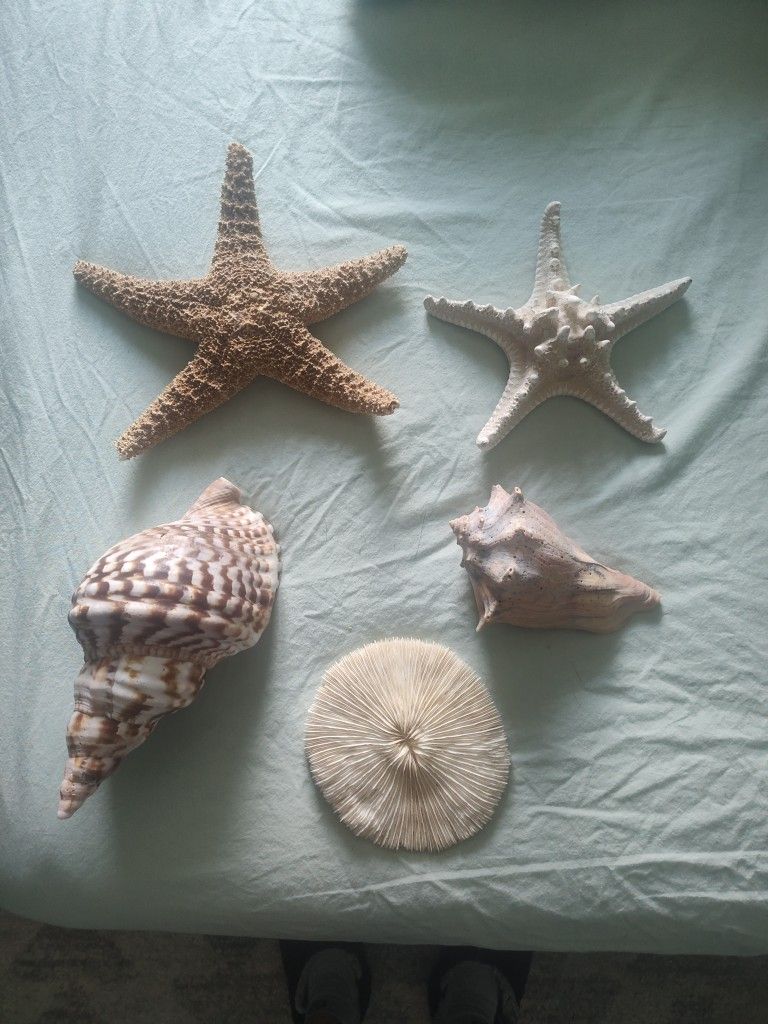 Home Decor Shells