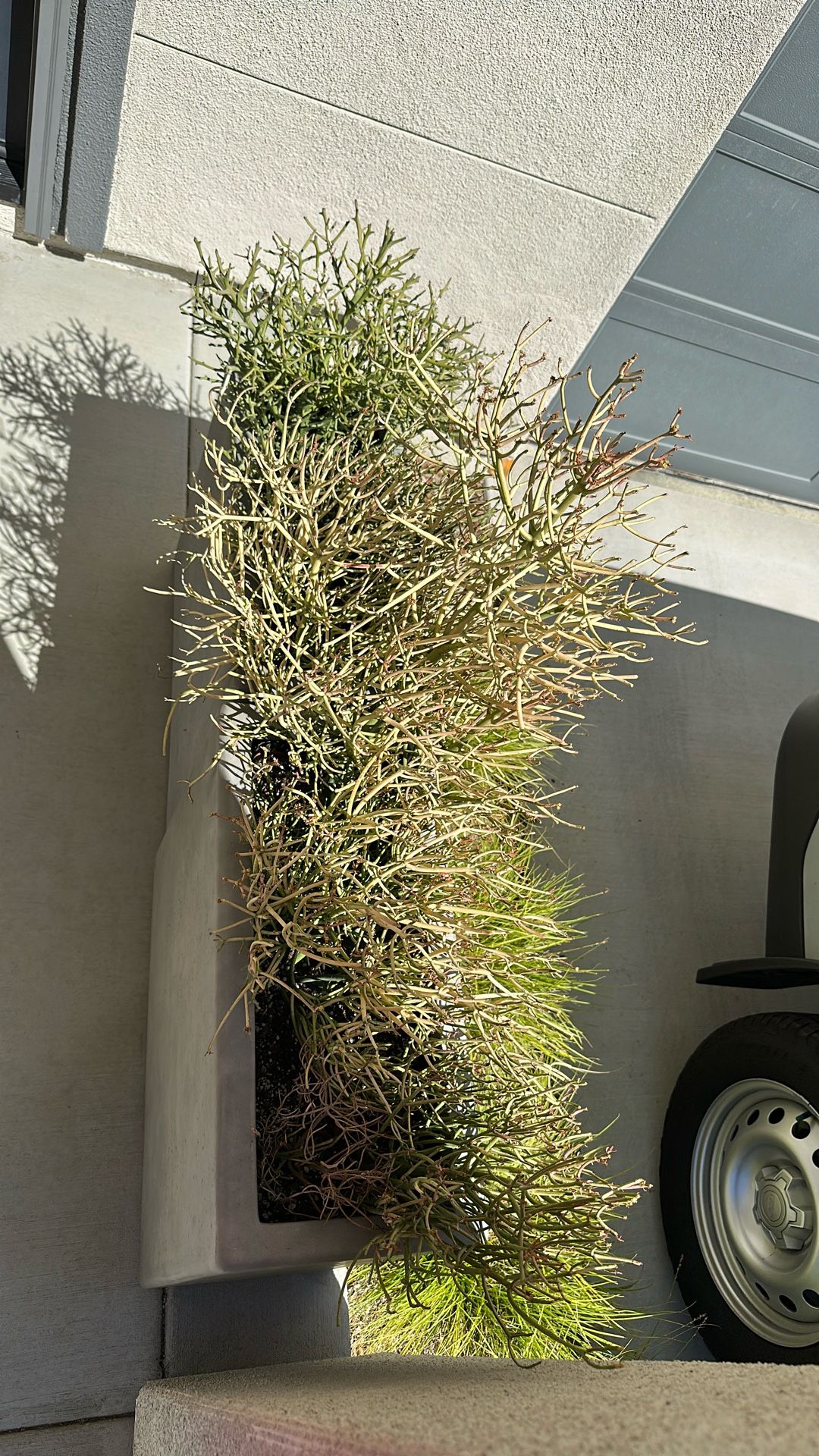 Matchstick Succulents In Planters