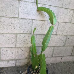 Dragon Fruit Cactus For Sale