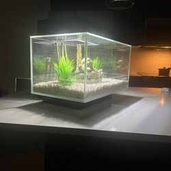 Modern  Fish Tank 