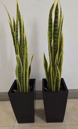 *** NEW LOW PRICE *** PAIR of 3ft Faux Snake Plants in 16in Black Planters (2 for $80) @ Lasting Creations