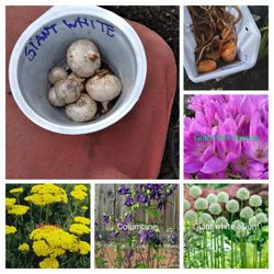 Huge Plant/ Bulbs/ Flowers Sale 