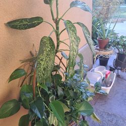 Plant