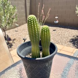 Organ Pipe Cactus 